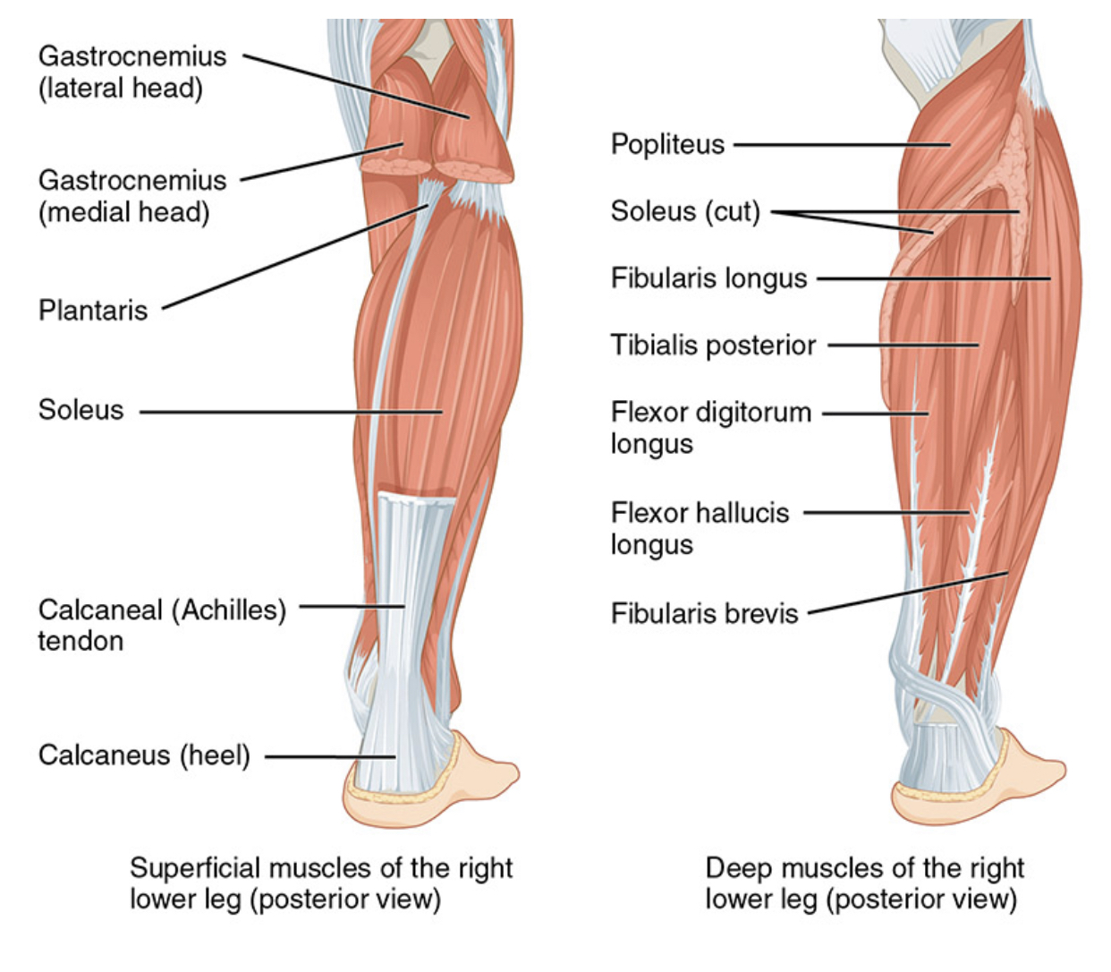 Calf Strain in Runners - The Foot People
